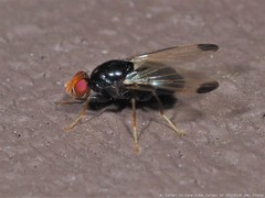 Pseudoseioptera albipes