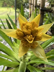 Guzmania