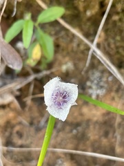Calochortus tolmiei