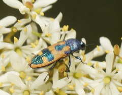 Castiarina hilaris