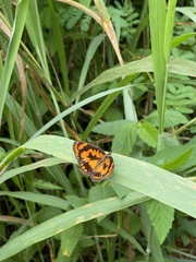 Byblia anvatara