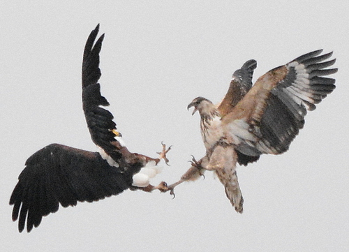 African Fish-Eagle
