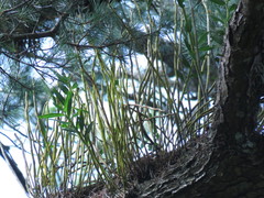 Dendrobium chryseum