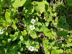 Cornus suecica