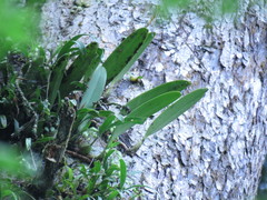 Bulbophyllum affine