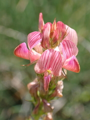 Onobrychis supina