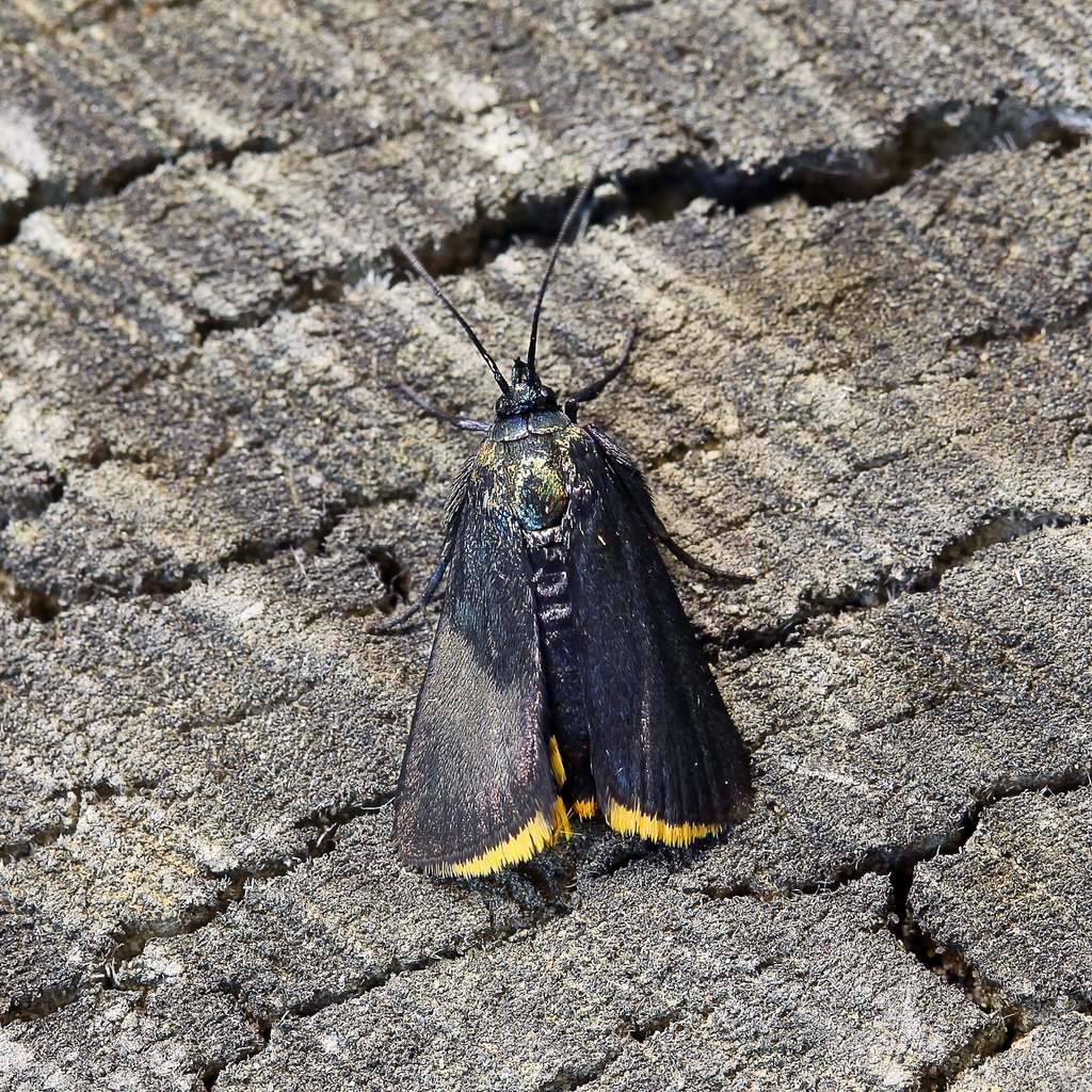 Catastia marginea