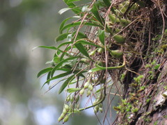 Pholidota cantonensis