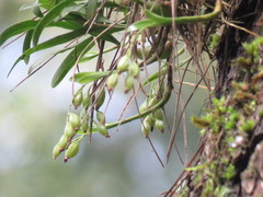 Pholidota cantonensis