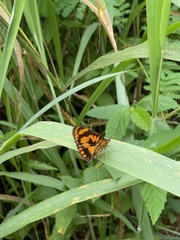 Byblia anvatara