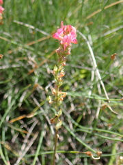Onobrychis supina