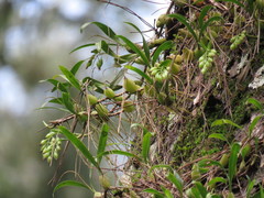 Pholidota cantonensis