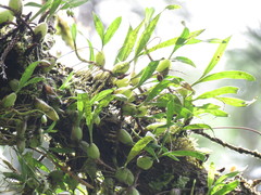 Pholidota cantonensis