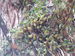 Pholidota cantonensis