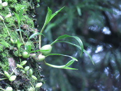 Pholidota cantonensis