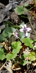 Viola frank-smithii