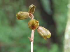 Gastrodia gracilis