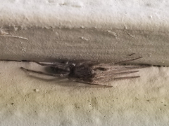 Segestria pacifica