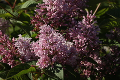 Syringa × prestoniae