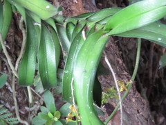 Cleisostoma paniculatum