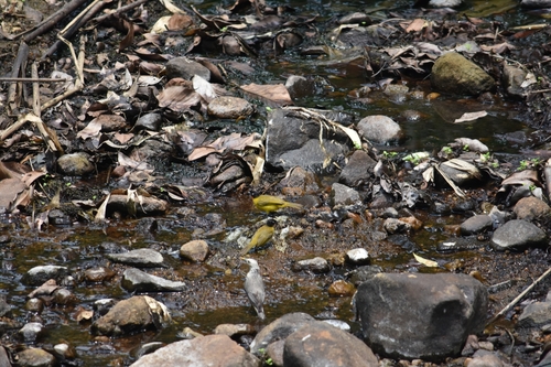 Flame-throated Bulbul (Rubigula gularis), photo 8