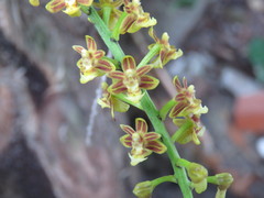 Cleisostoma paniculatum