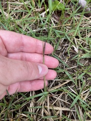 Zoysia