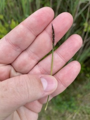 Zoysia