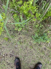 Zoysia