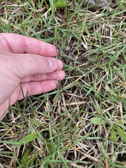 Zoysia