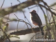 Carpodacus waltoni