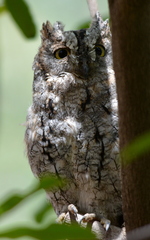 Otus senegalensis