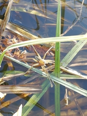 Dolomedes fimbriatus