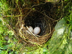 Dysithamnus mentalis