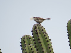 Campylorhynchus jocosus