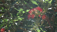 Corymbia ficifolia