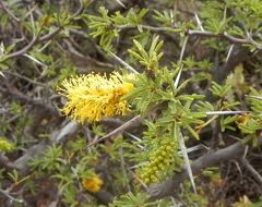 Prosopis torquata