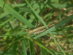 Aiolopus