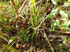 Nassella leucotricha