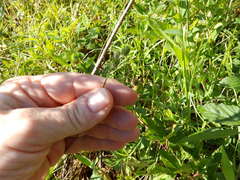 Nassella leucotricha