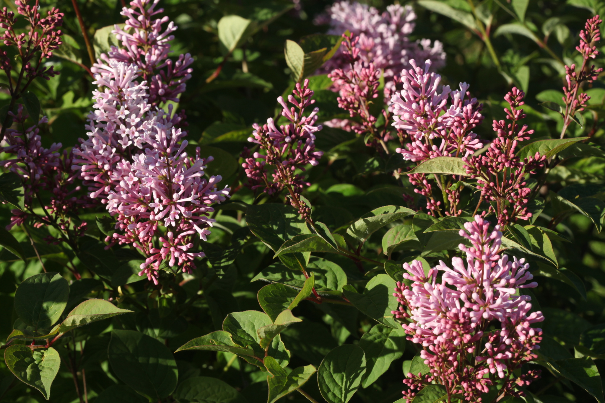 Syringa X prestoniae