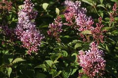 Syringa × prestoniae