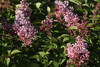 Syringa × prestoniae - Photo (c) Светлана Нестерова, some rights reserved (CC BY-NC), uploaded by Светлана Нестерова