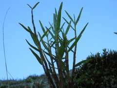 Dendrobium moniliforme