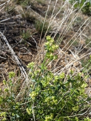 Galium multiflorum