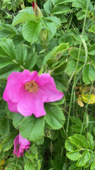 Rosa rugosa