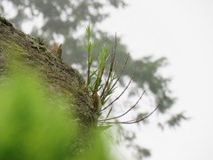 Dendrobium moniliforme