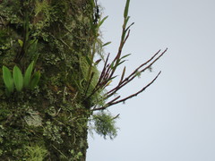 Dendrobium moniliforme