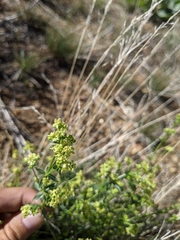 Galium multiflorum