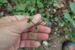 Sanicula smallii
